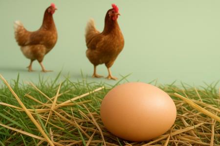 Weißt du, wie lange gekochte Eier haltbar sind?